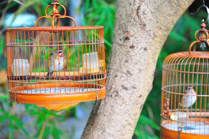 Birds Market