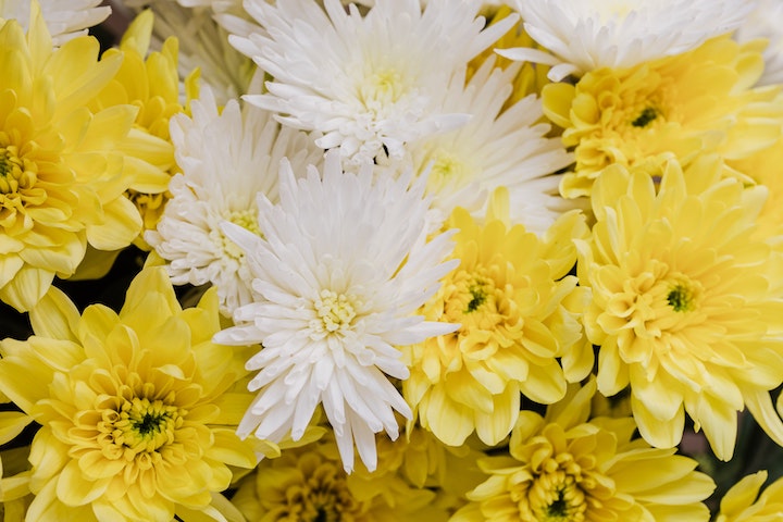 What is the Double Ninth Festival or the Chung Yeung Festival?